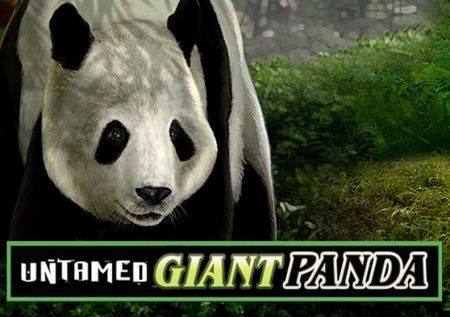 Untamed Giant Panda Krenite u pustoloviju ayijskom divljinom